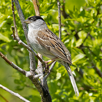 Golden-crowned Sparrow