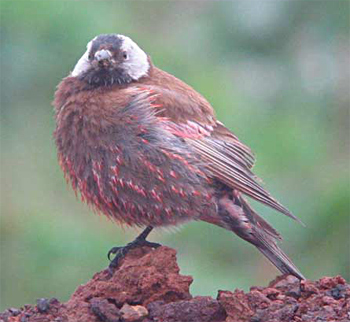 Grey-crowned (Hepburn's) Rosy-finch