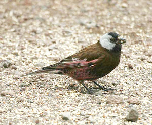 Grey-crowned (Hepburn's) Rosy-finch