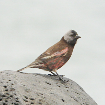 Grey-crowned Rosy-finch