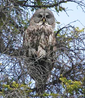 Great Grey Owl