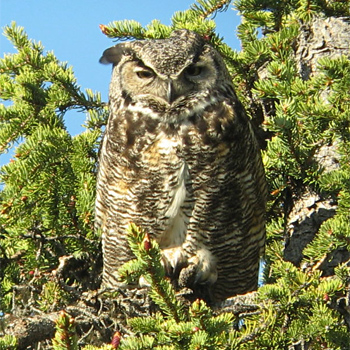Great Horned Owl