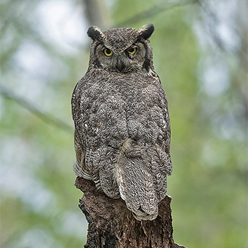 Great Horned Owl