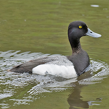 Greater Scaup