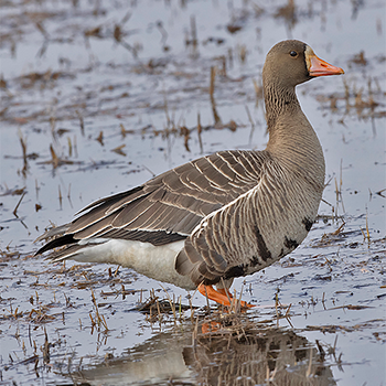 Greater White-fronted Goose