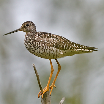 Greater Yellowlegs
