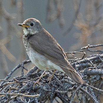 Grey-cheeked Thrush