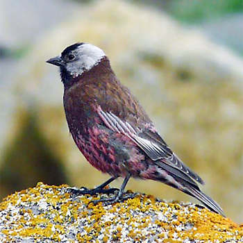 Grey-crowned Rosy-finch