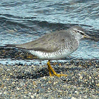 Grey-tailed Tattler