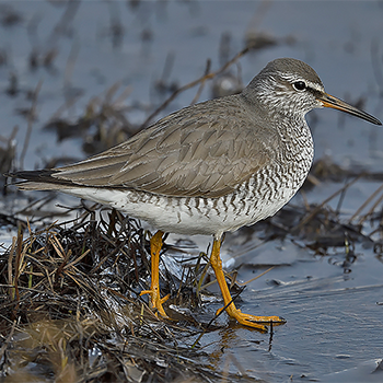 Grey-tailed Tattler