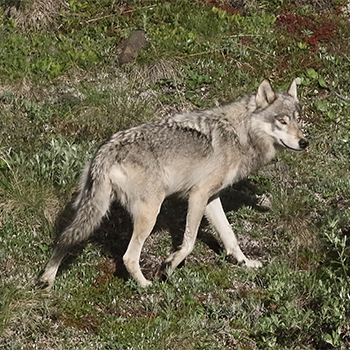 Grey Wolf