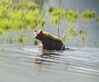 Brown (Grizzly) Bear