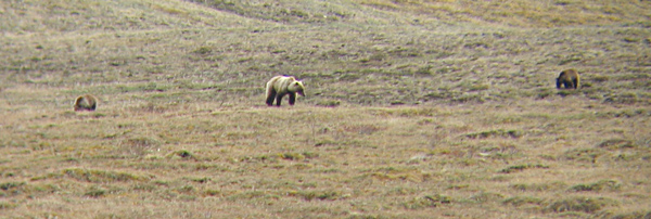 Grizzly Bear and Cubs