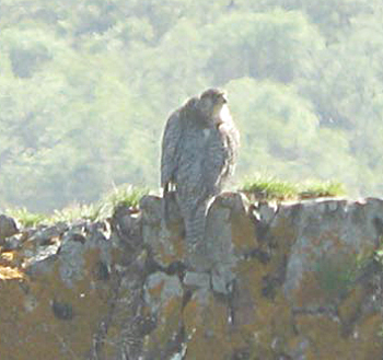 Gyrfalcon