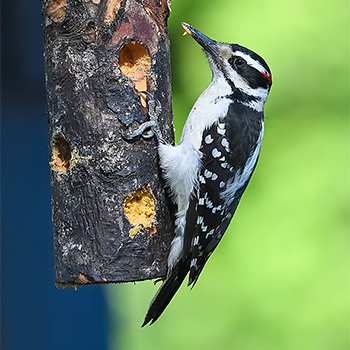 Hairy Woodpecker