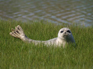 Harbour Seal