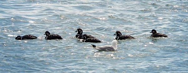 Harlequin Ducks