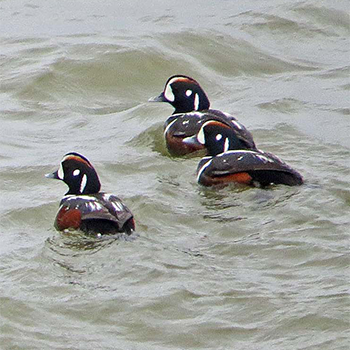 Harlequin Duck