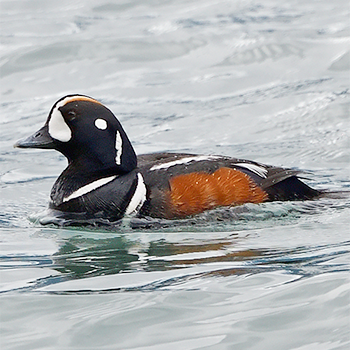 Harlequin Duck