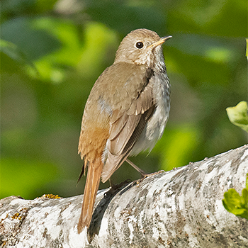 Hermit Thrush
