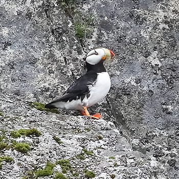 Horned Puffin