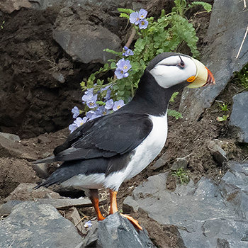Horned Puffin
