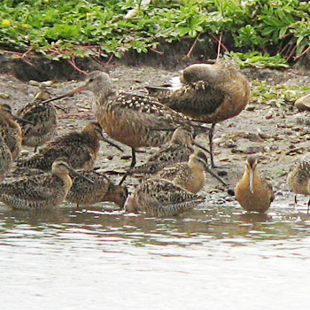 Hudsonian Godwits and Short-billed Dowitchers