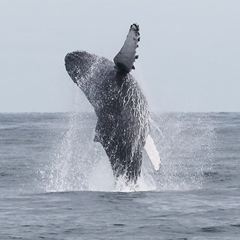 Humpback Whale