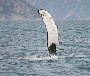 Humpback Whale