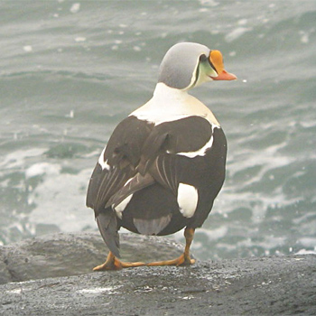 King Eider