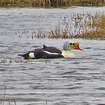 King Eider