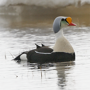 King Eider