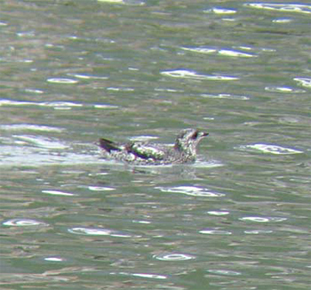 Kittlitz's Murrelet