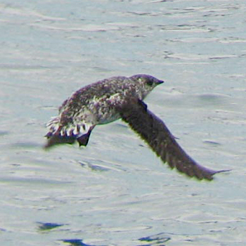 Kittlitz's Murrelet