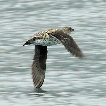 Kittlitz's Murrelet