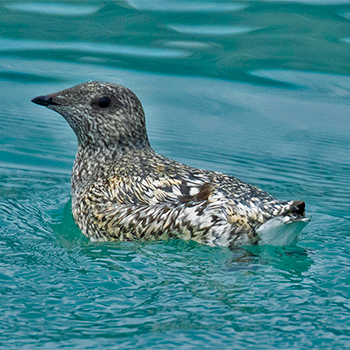 Kittlitz's Murrelet Goats