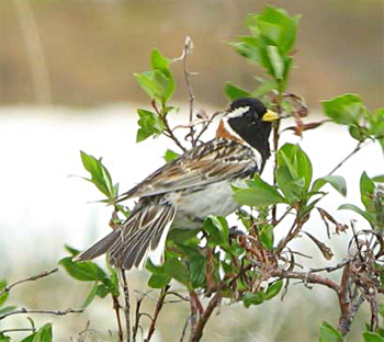 Lapland Longspur