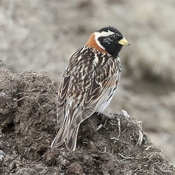 Lapland Longspur