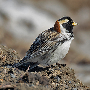 Lapland Longspur