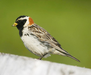 Lapland Longspur