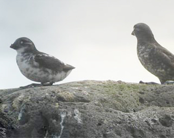 Least Auklets