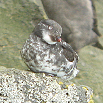 Least Auklet