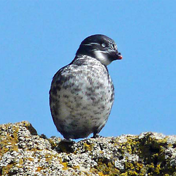 Least Auklet