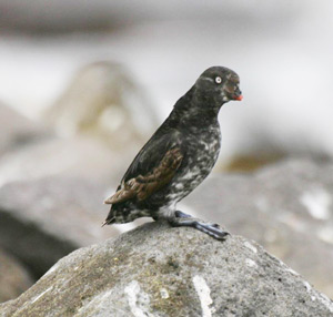 Least Auklet