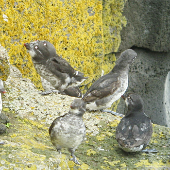 Least Auklets