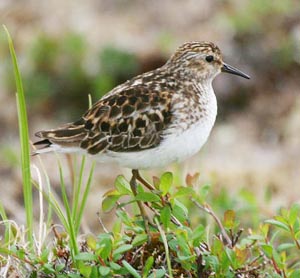 Least Sandpiper