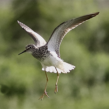 Lesser Yellowlegs