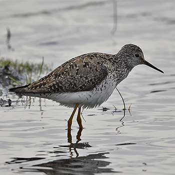 Lesser Yellowlegs