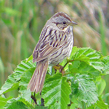 Lincoln's Sparrow