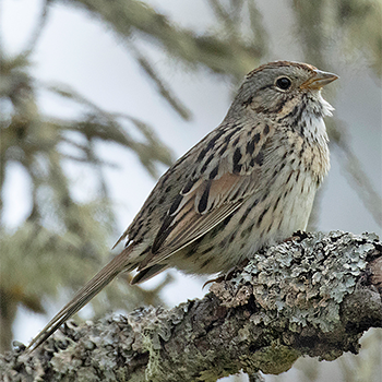 Lincoln's Sparrow